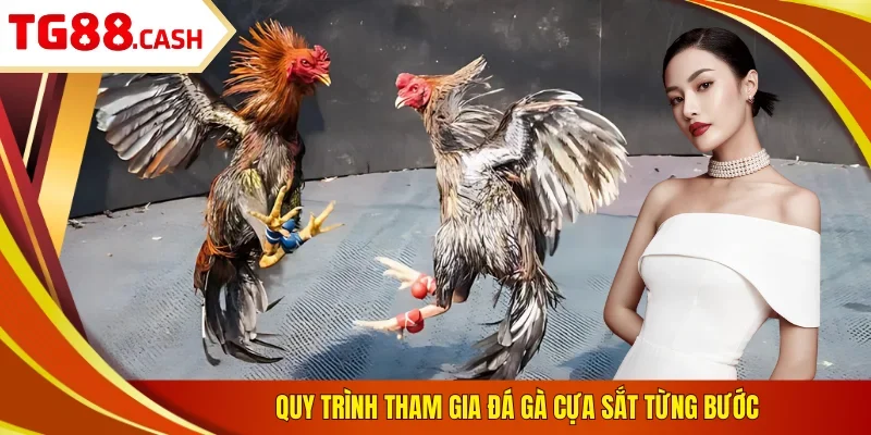 Quy trình tham gia đá gà cựa sắt từng bước