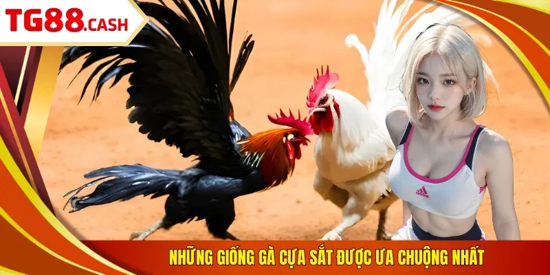 Những giống gà cựa sắt được ưa chuộng nhất