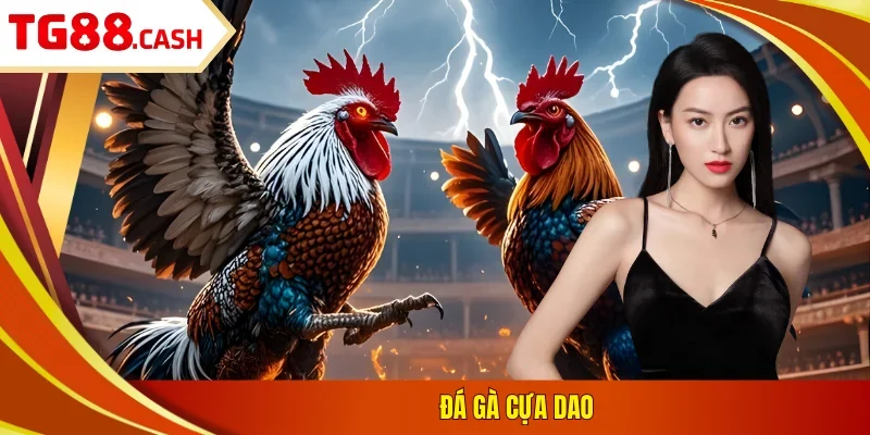 Đá gà cựa dao